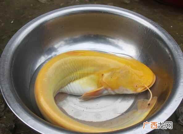 白色鲶鱼能不能吃 鲶鱼白色的可以吃吗
