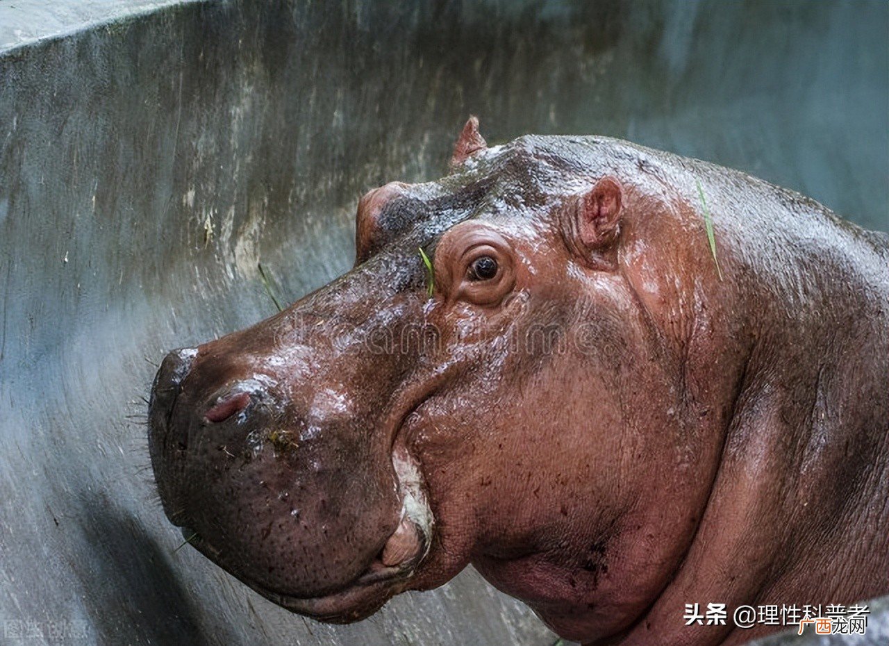 河马是杂食性哺乳类动物 河马吃什么食物