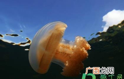海蜇蛰了怎么处理 让海蜇蛰了用什么方法处理好
