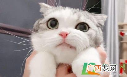 猫咪黑下巴可以剃毛吗 猫咪黑下巴是什么东西