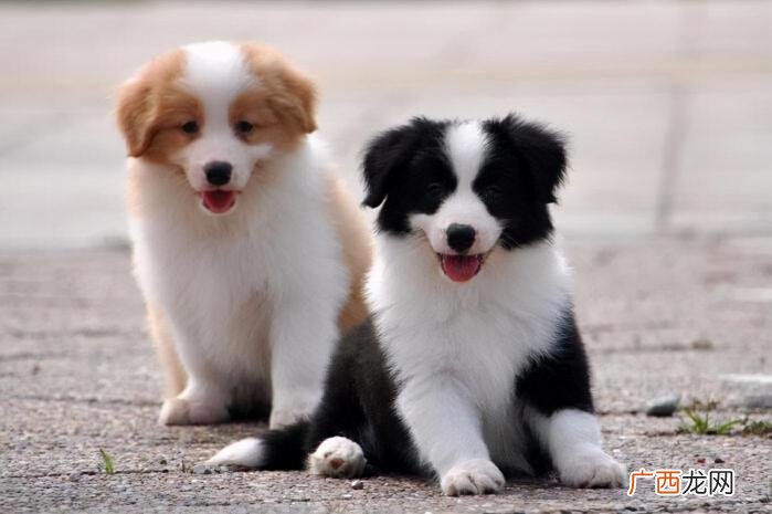 边境牧羊犬多少钱一只 边牧犬多少钱一只幼崽