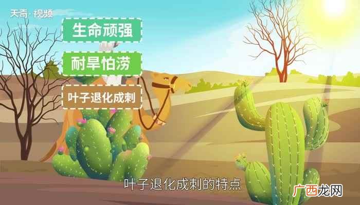 仙人掌的特点仙人掌的介绍