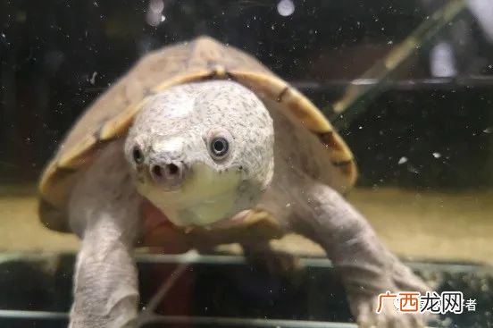 龟缸的换水频率控制在多少比较合适 养乌龟多久换一次水