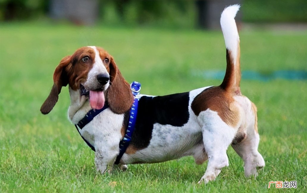 巴吉度犬为什么这么不受人待见 巴吉度犬的优缺点