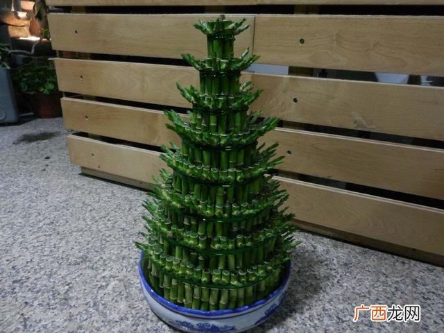 家中旺财绿植盘点 十种旺财又旺宅的植物