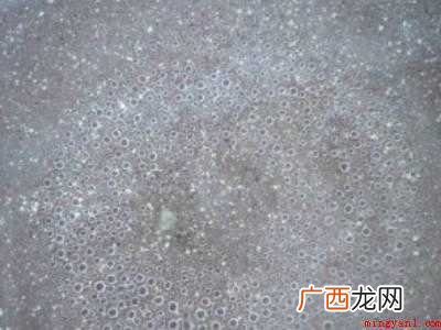 李子怎么晒干才好吃的具体操作步骤 李子怎么晒干才好吃