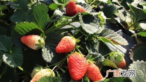 5月份种草莓成活率高吗 种植草莓哪些事项时要注意的