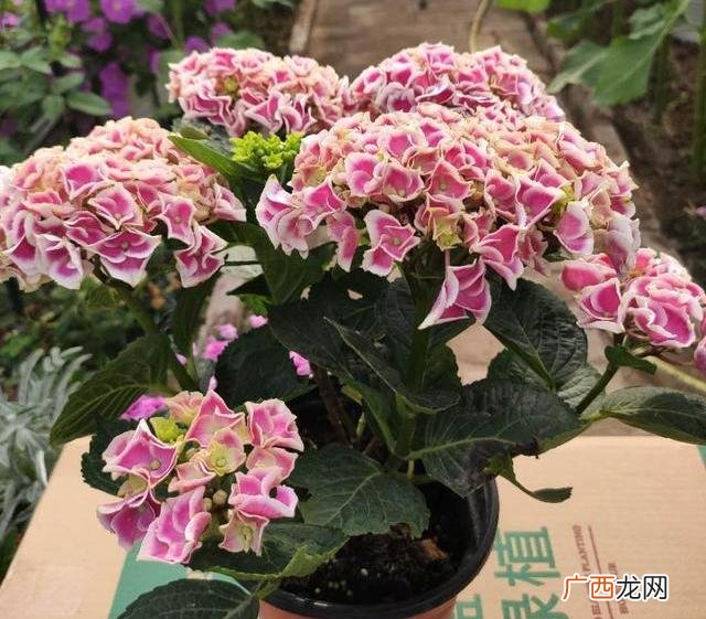 绣球花掌握浇水原则长得更奥 绣球花浇水的正确方法图解