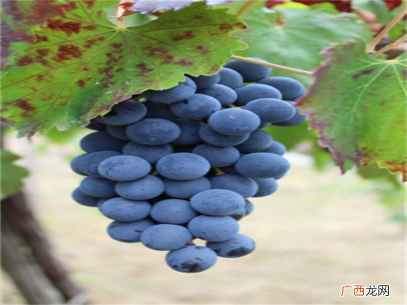 葡萄苗种植选在秋季才是黄金期 葡萄几月份种植最好