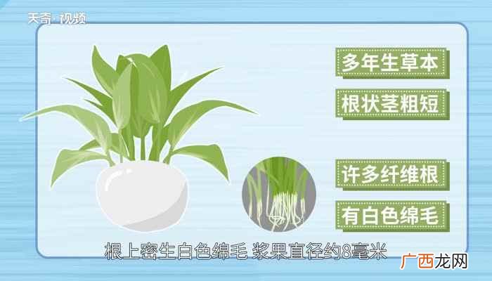 万年青是多年生草本 万年青有毒吗