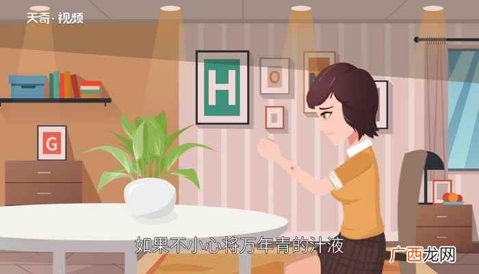 万年青是多年生草本 万年青有毒吗