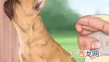 狗狗腹泻是什么原因? 怎么治、用什么药治疗