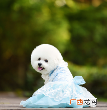 带你认识比熊犬的优缺点介绍 比熊狗狗长什么样图片