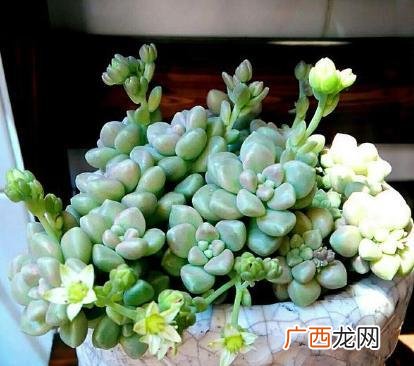多肉植物长花剑或开了花要掐掉吗 多肉长花剑了怎么处理
