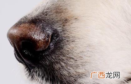 狗不吃食无精打采鼻子干怎么回事 狗的鼻子干了是怎么回事