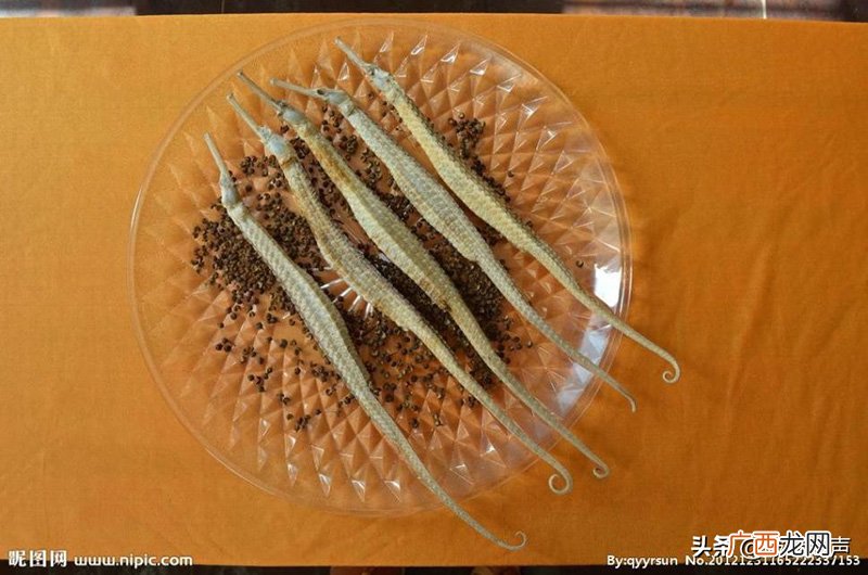 海龙和海马的区别图片 海龙和海马的区别