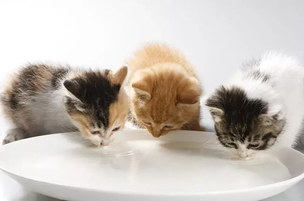 猫咪喝太多牛奶会拉肚子吗 猫咪可以喝牛奶吗