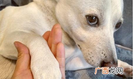 怎样30秒让狗狗学会握手 怎么训狗狗坐下趴下握手