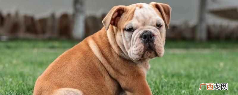 斗牛犬几个月可以穿衣服 斗牛犬可以穿红色衣服吗