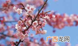 详细介绍了梅花的形态特征和生长方法 关于梅花的形态特征和生长方法的介绍