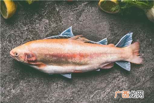 2017农业部水产养殖新品种 2018年水产新品种推广指南