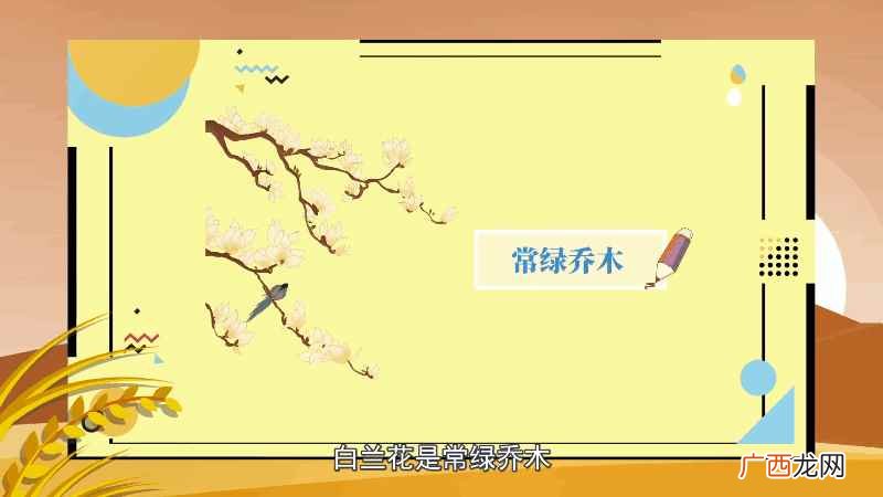白兰花花语是什么意思 白兰花花语是什么