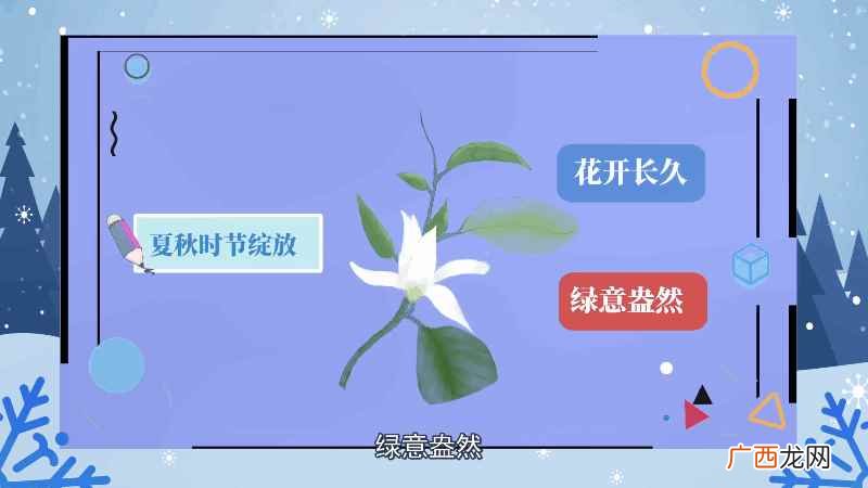 白兰花花语是什么意思 白兰花花语是什么
