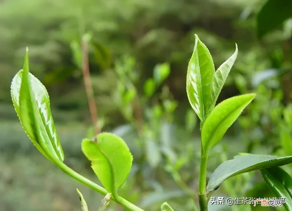 为什么大雪山的普洱茶这么稀有 大雪山普洱茶特点