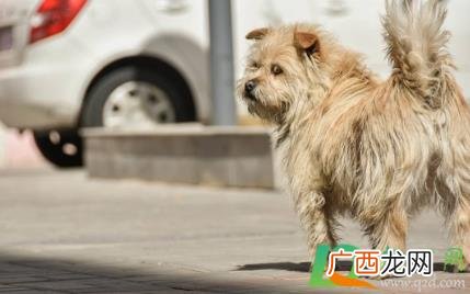 狗狗睡醒后打嗝怎么回事 狗睡醒之后打嗝怎么回事