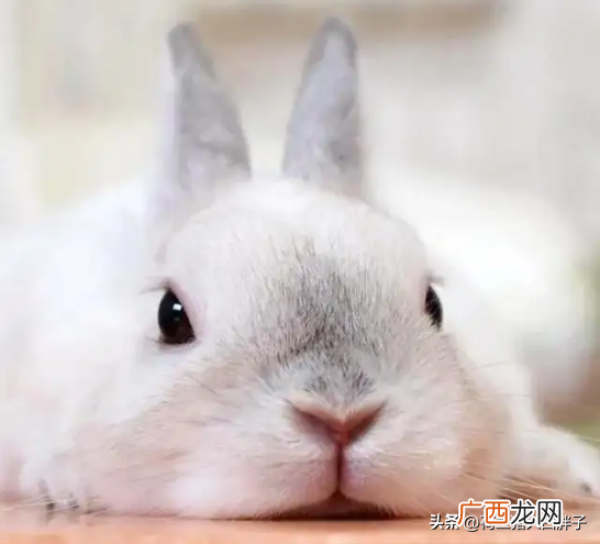 感染寄生虫的症状有哪些 兔子的寄生虫有哪些