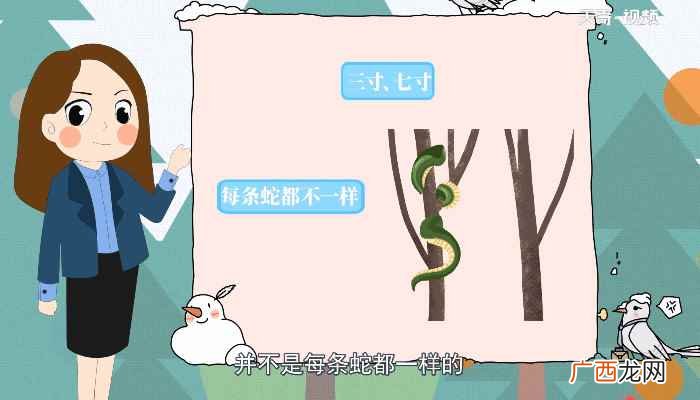 打蛇打七寸的七寸是指 蛇的七寸在哪里