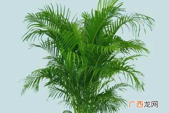 养散尾葵禁忌 家里养散尾葵好吗