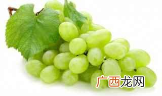 新疆无核白葡萄品种介绍 常见的葡萄有哪些品种
