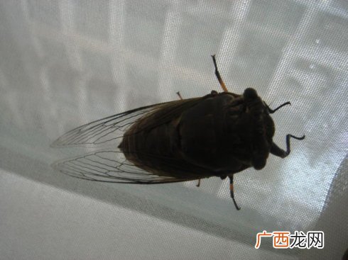 知了猴全身都可以吃吗