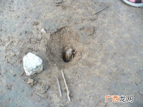 知了猴小时候是什么样子