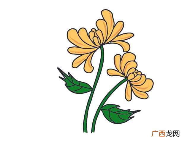 菊花简笔画好看又简单 菊花简笔画