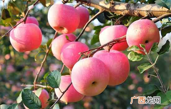 河口的特色水果有河口香蕉、无眼菠萝、小凉山优质苹果 河口有哪些特色水果