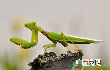 螳螂是昆虫吗 螳螂是不是有益的昆虫