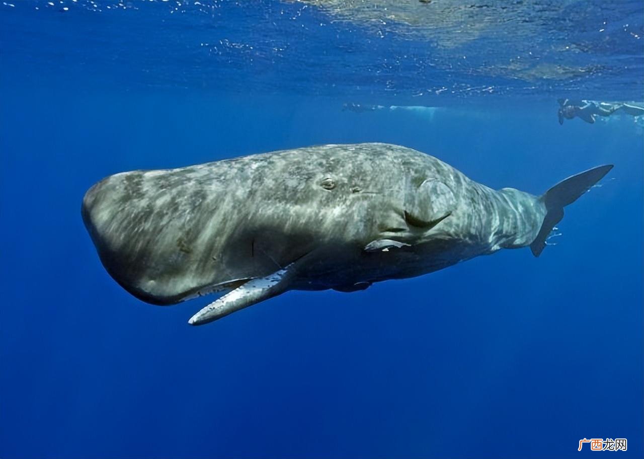 世界上最大的海底生物 最大的海底生物