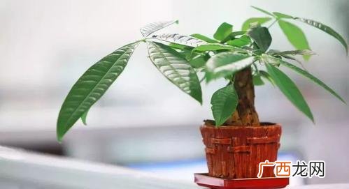 3棵热门旺财聚财绿植 家里种什么植物风水好又旺财