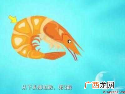 九节虾怎么处理干净的具体操作步骤 九节虾怎么处理干净