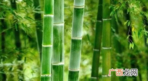 ?绿竹耐不耐寒 养绿竹哪些事项是要注意的