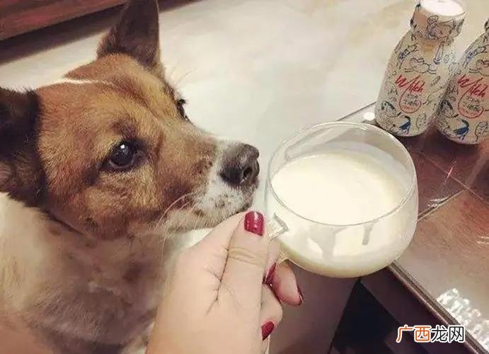 最后悔的事，就是给它喝酸奶 狗可以喝酸奶吗