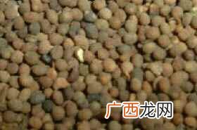 菟丝子的功效与作用点 菟丝子的功效与作用