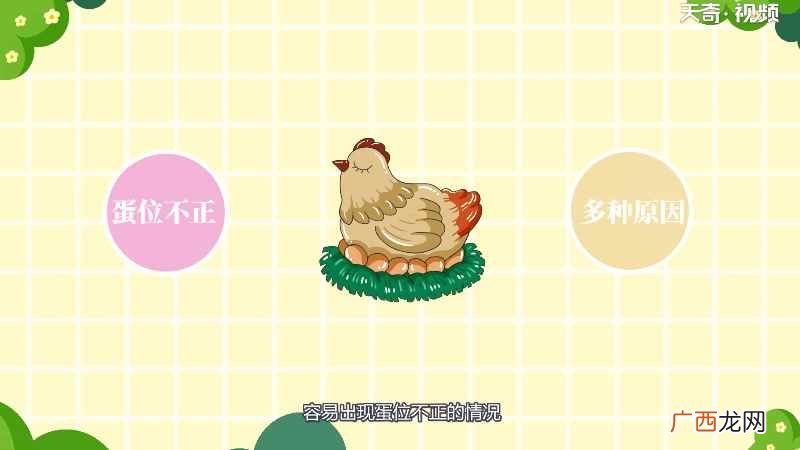 生蛋鸡比停蛋鸡消耗能量多 鸡为什么不下蛋