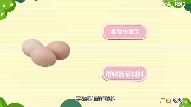 生蛋鸡比停蛋鸡消耗能量多 鸡为什么不下蛋