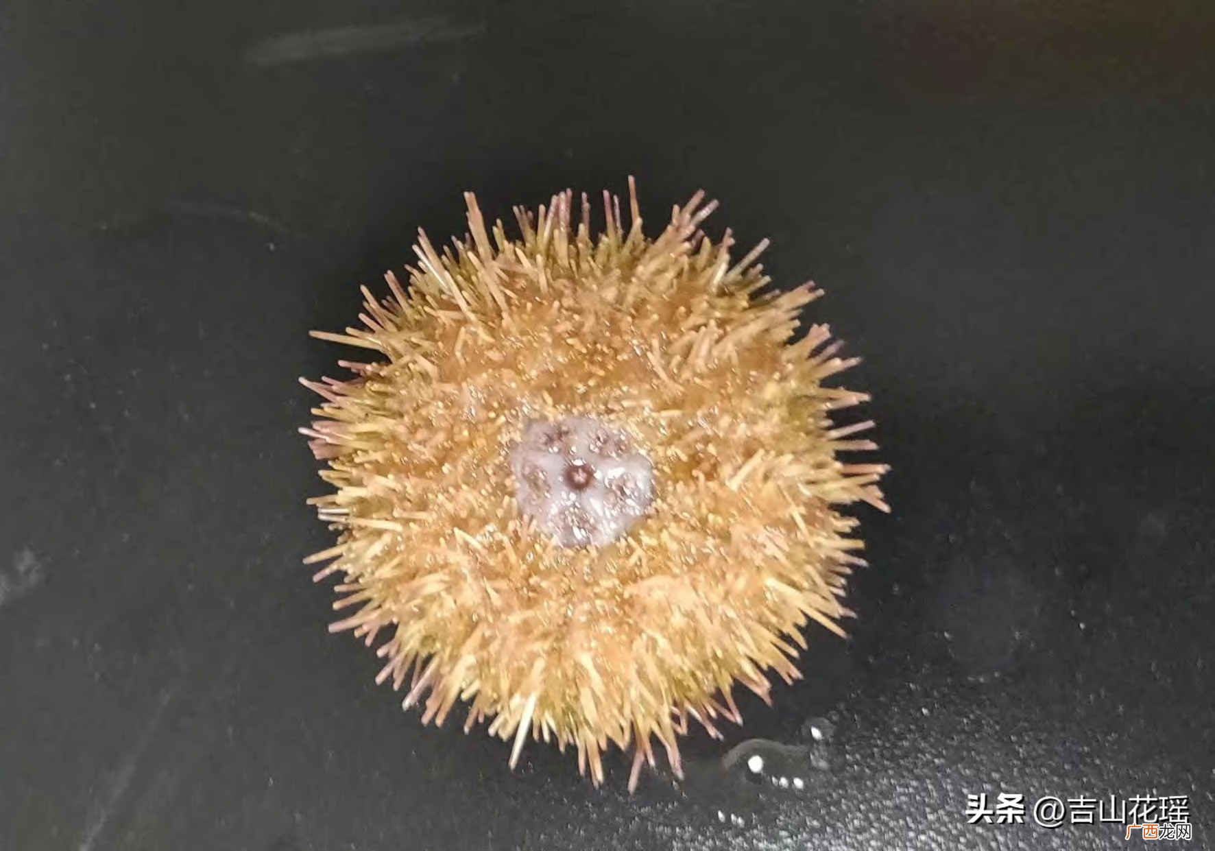 中间球海胆工厂化中间培育技术 海胆怎么养