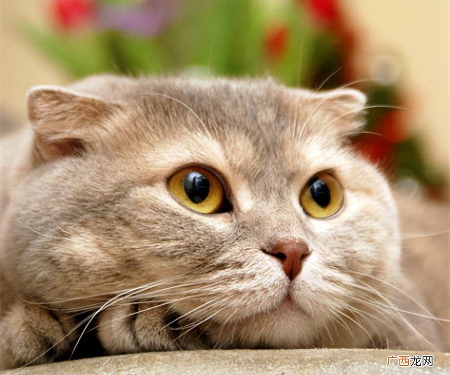 养猫的朋友他们都是哪种类型的人呢 养猫的人是什么样的人