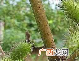 苍耳子的功效与作用 苍耳子图片