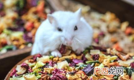 养仓鼠哪些能喂哪些不能 养仓鼠可以喂什么